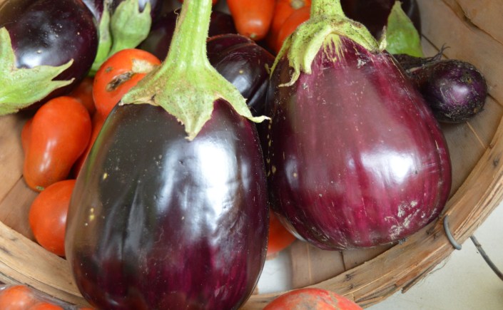 Easy-to-make eggplant recipes for you and your family